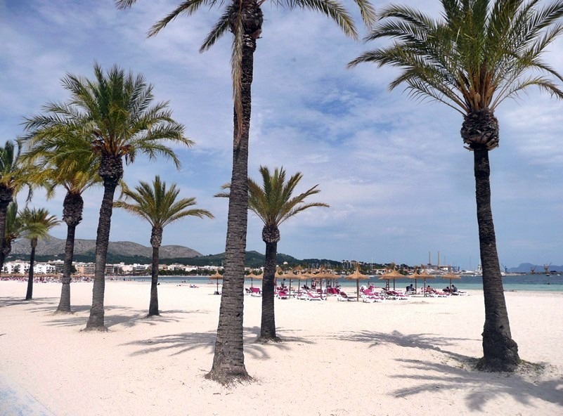 Palmeras en la playa de Alcudia